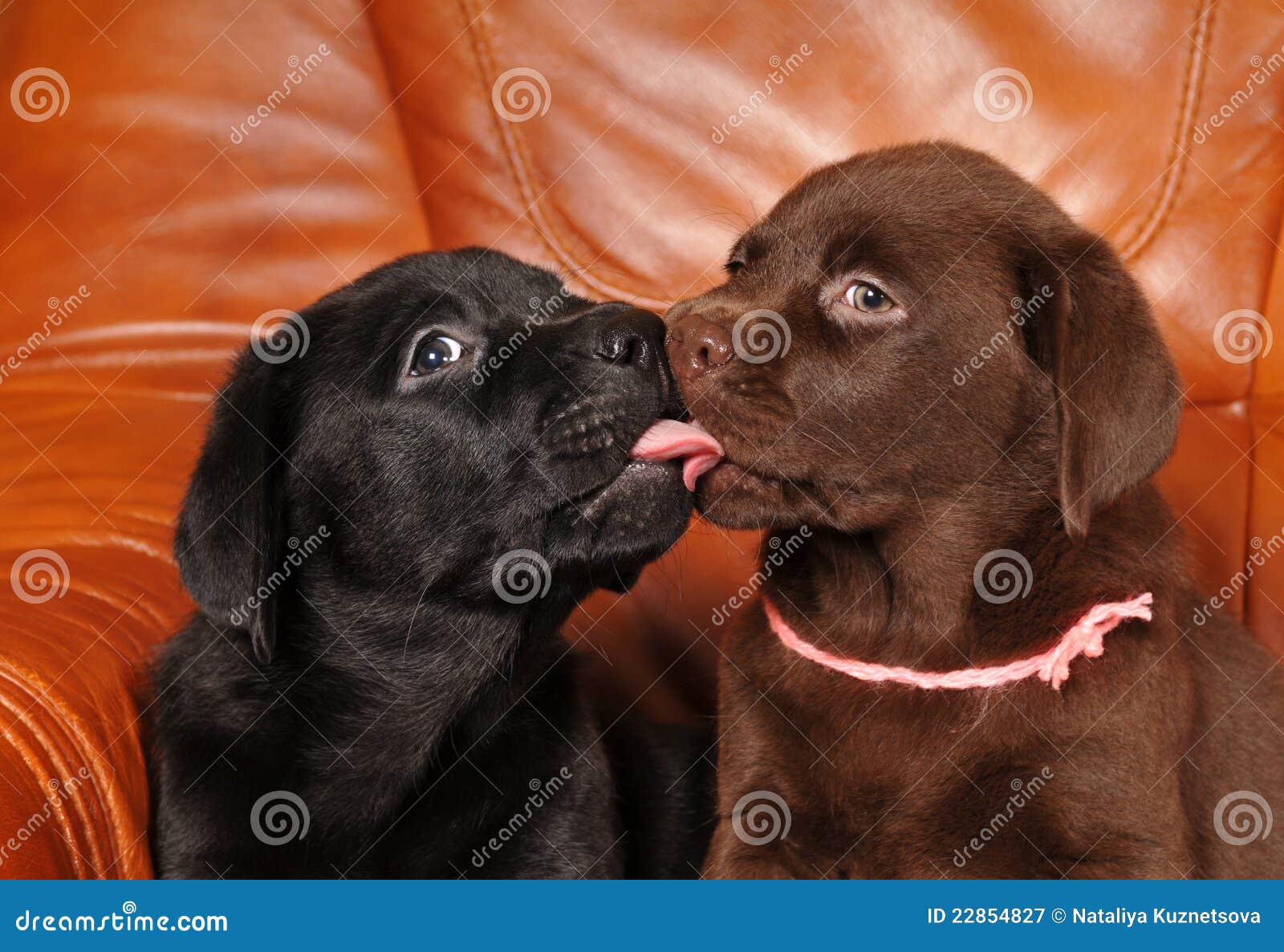 Little Labrador Puppies Kiss Each Other Stock Image Little Labrador Puppies Kiss Each Other Stock Image