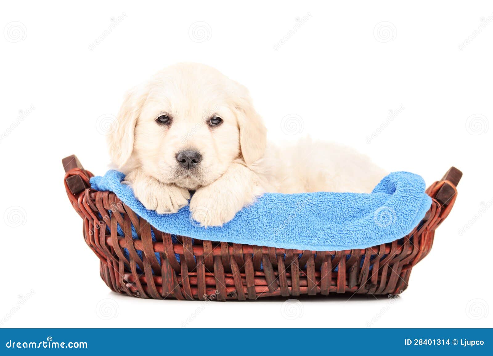 A Little Labrador Retriever Dog in a Basket Stock Photo Image of