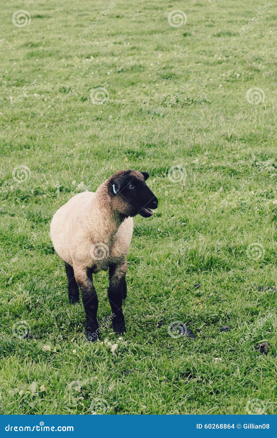 Little Lamb Bleating for His Mother Stock Photo Image of standing
