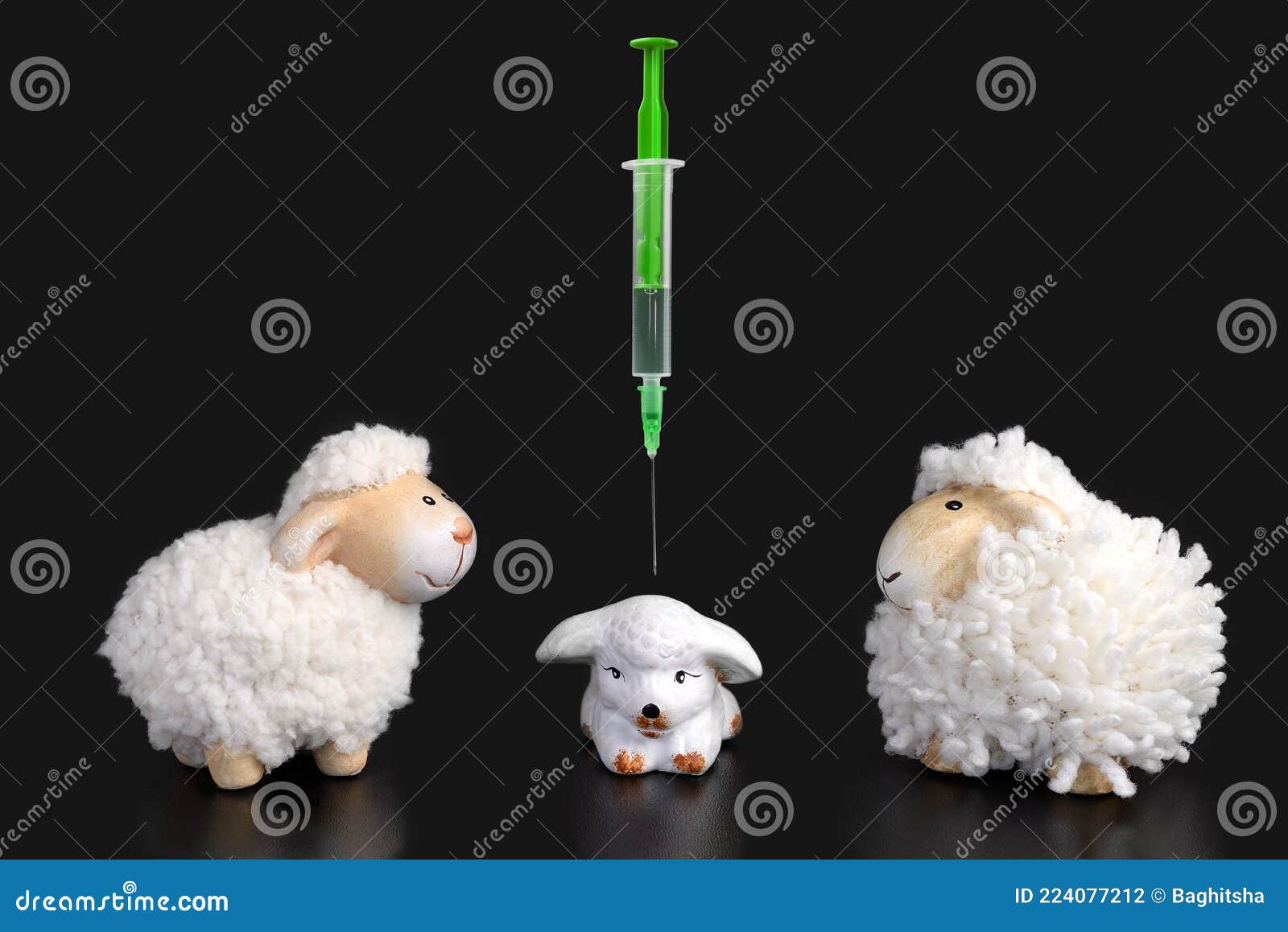 little lamb getting vaccine between sheep parents