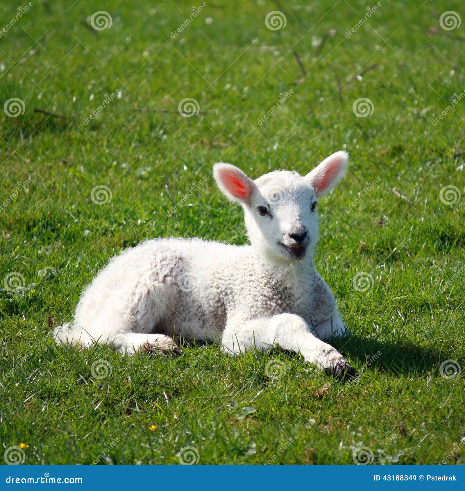 Little Lamb Resting on Grass Stock Image Image of easter, lamb 43188349