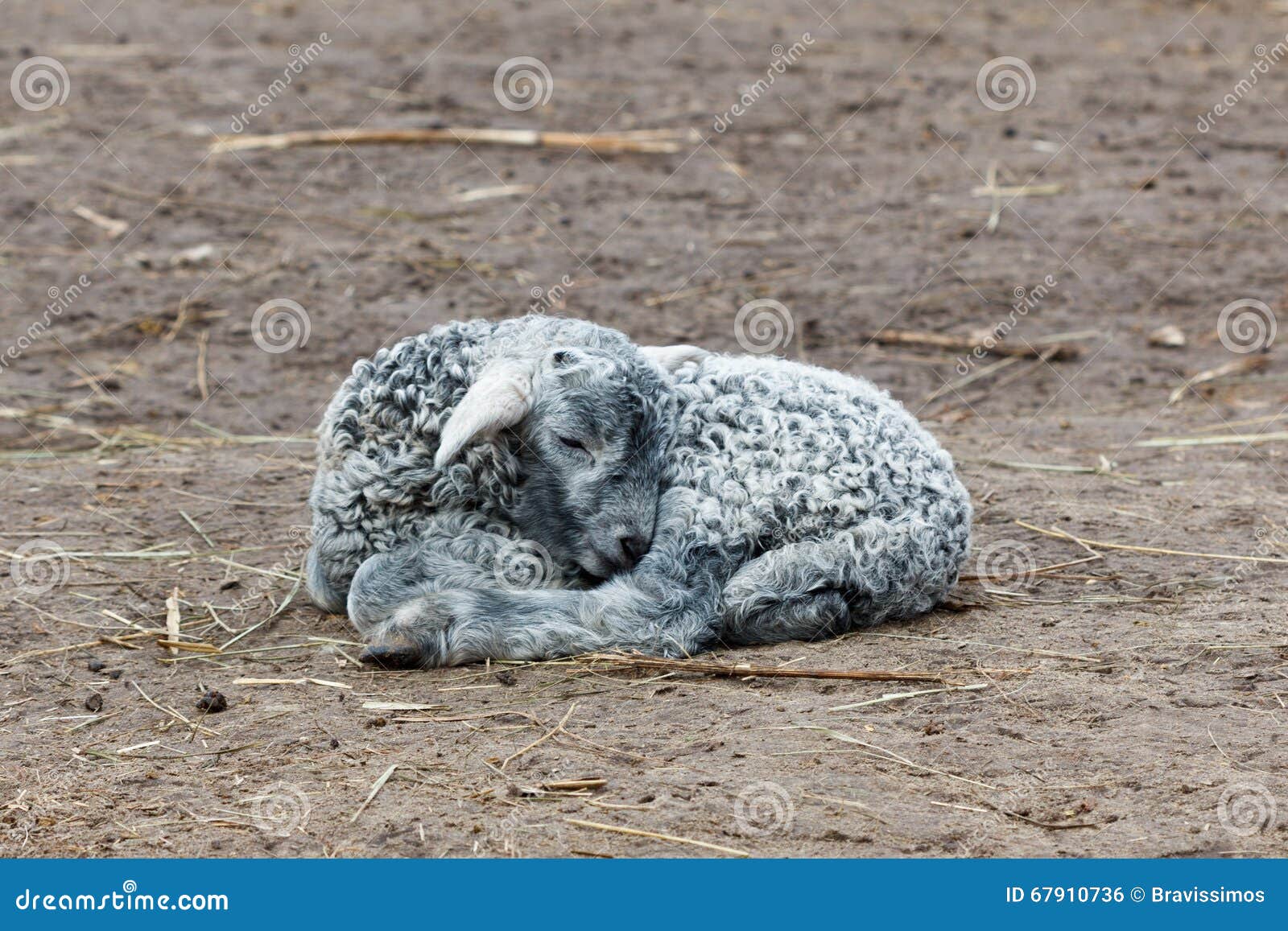 Little lamb sleeping young stock photo. Image of toddler 67910736