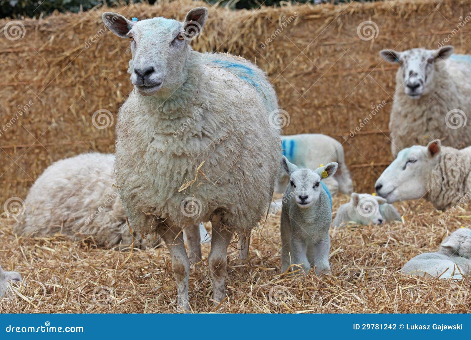 ewe with her lamb