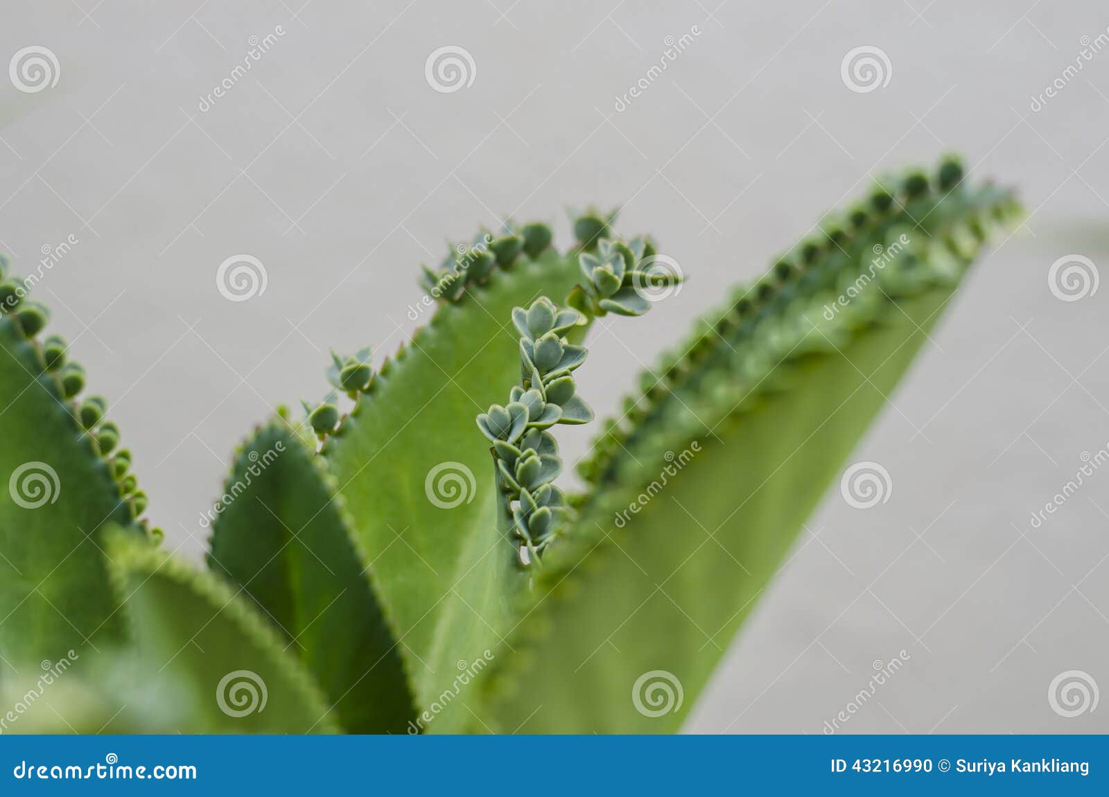 Little leaf on big one stock photo. Image of agriculture 43216990