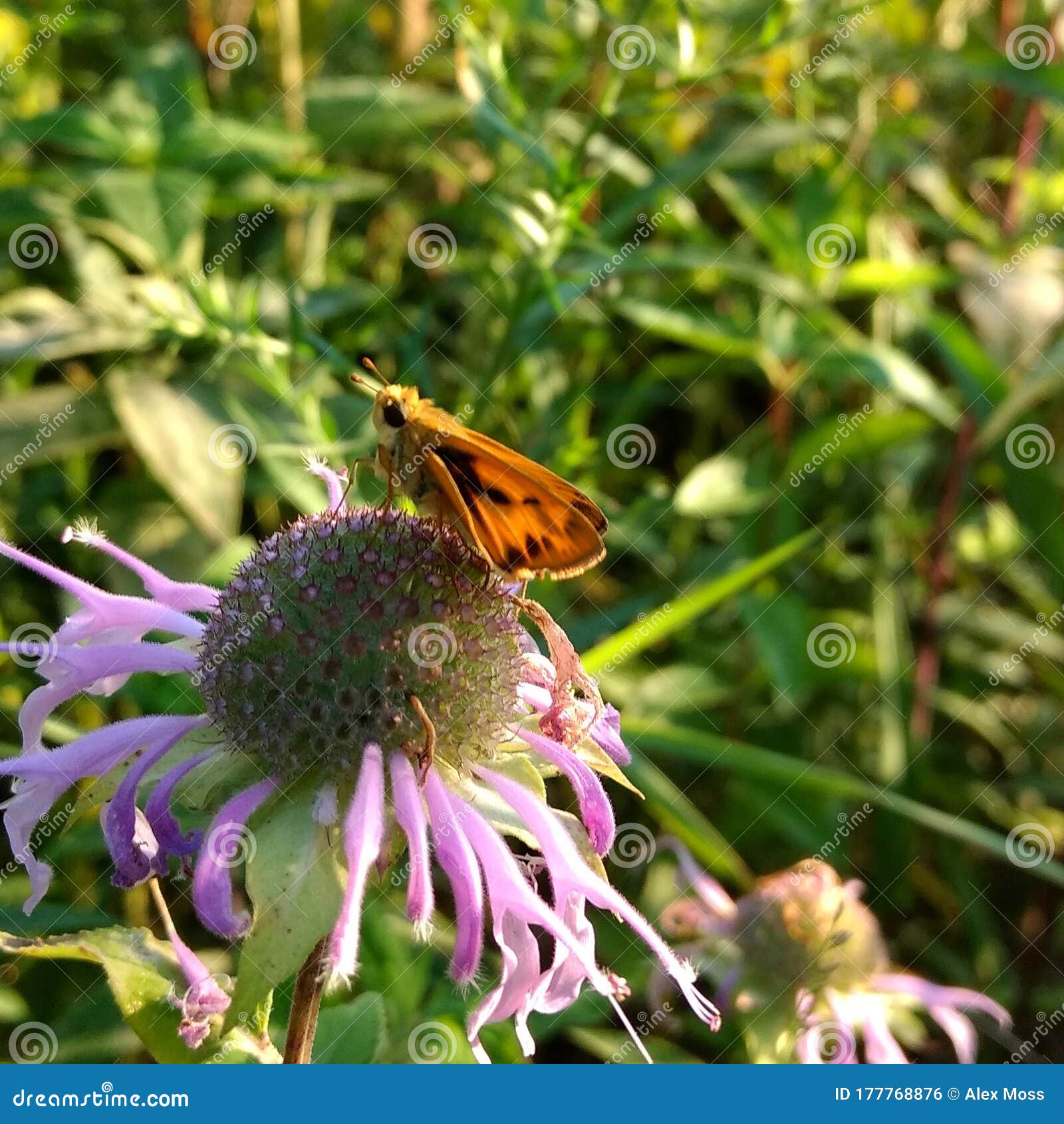 Little Leaf Hopper stock photo. Image of honeybee, animal 177768876