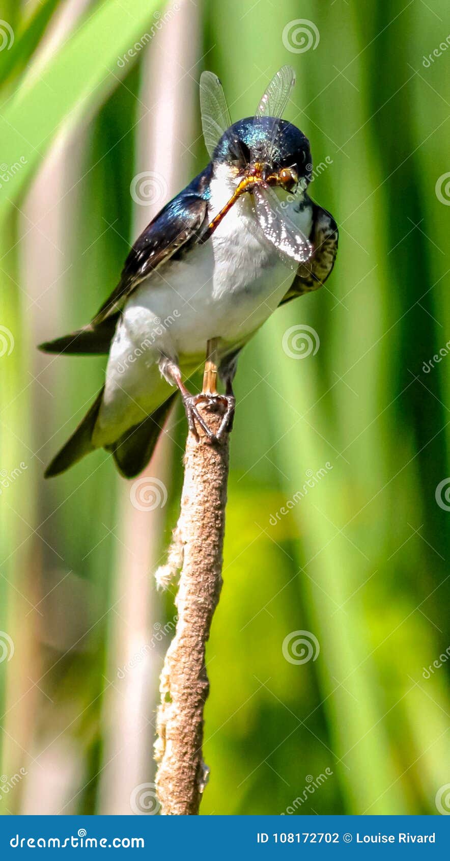 105 Bizard Photos Free Royalty Free Stock Photos From Dreamstime 105 Bizard Photos Free Royalty Free Stock Photos From Dreamstime