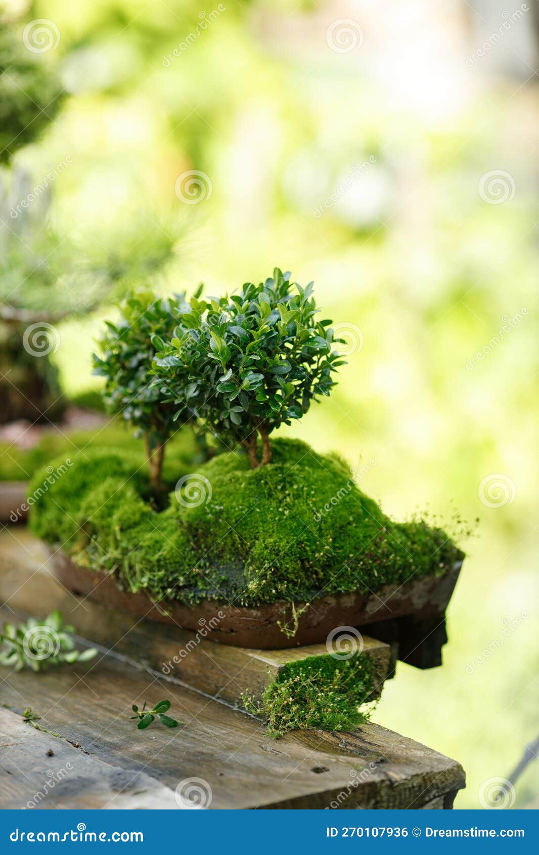 Little Miniature Green Tree in a Backyard Garden at Summer Stock Photo ...