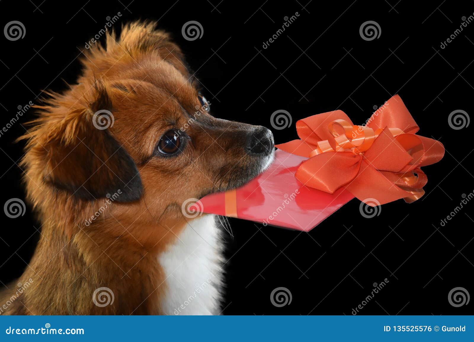 little mongrel dog with gift in his snout