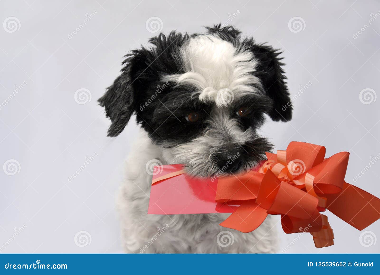 little mongrel dog with gift in his snout