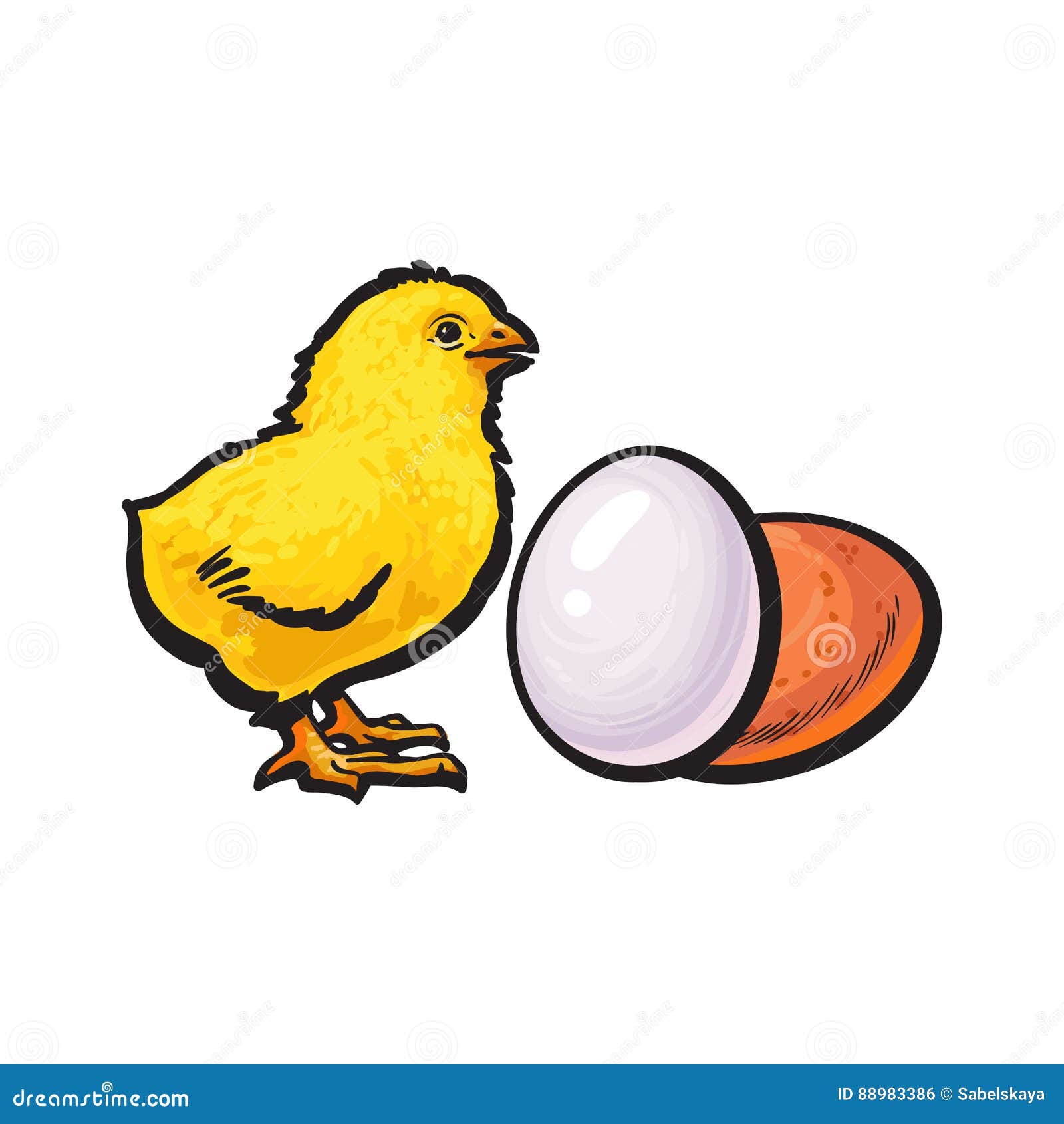 Hand-drawn chicken, hen. Poultry, broiler, farm animal. Vintage sketch  vector … | Animal illustration kids, Forest animals illustration, Circus  animals illustration