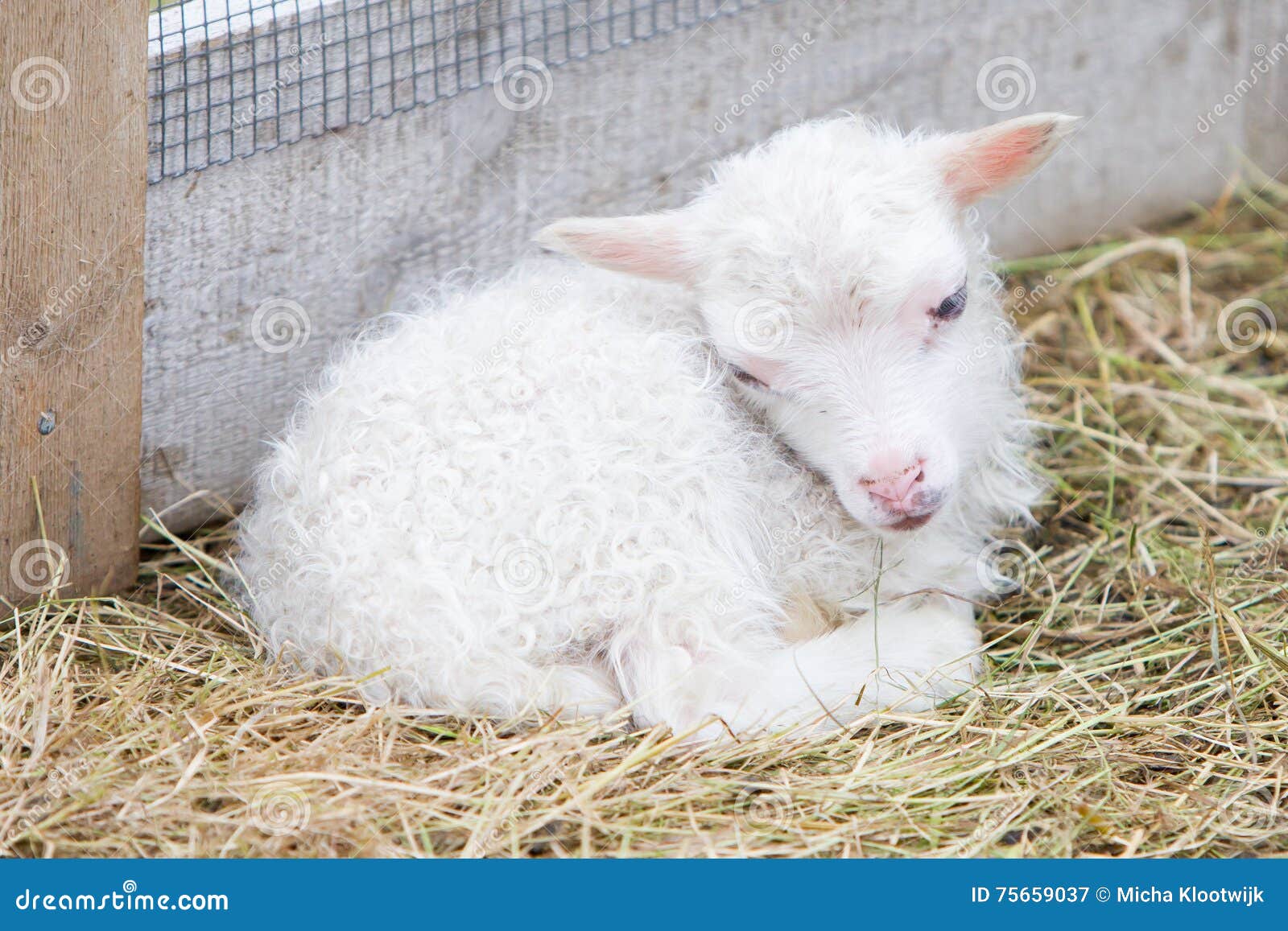 Little Newborn Lamb Resting on the Grass Stock Image Image of graze