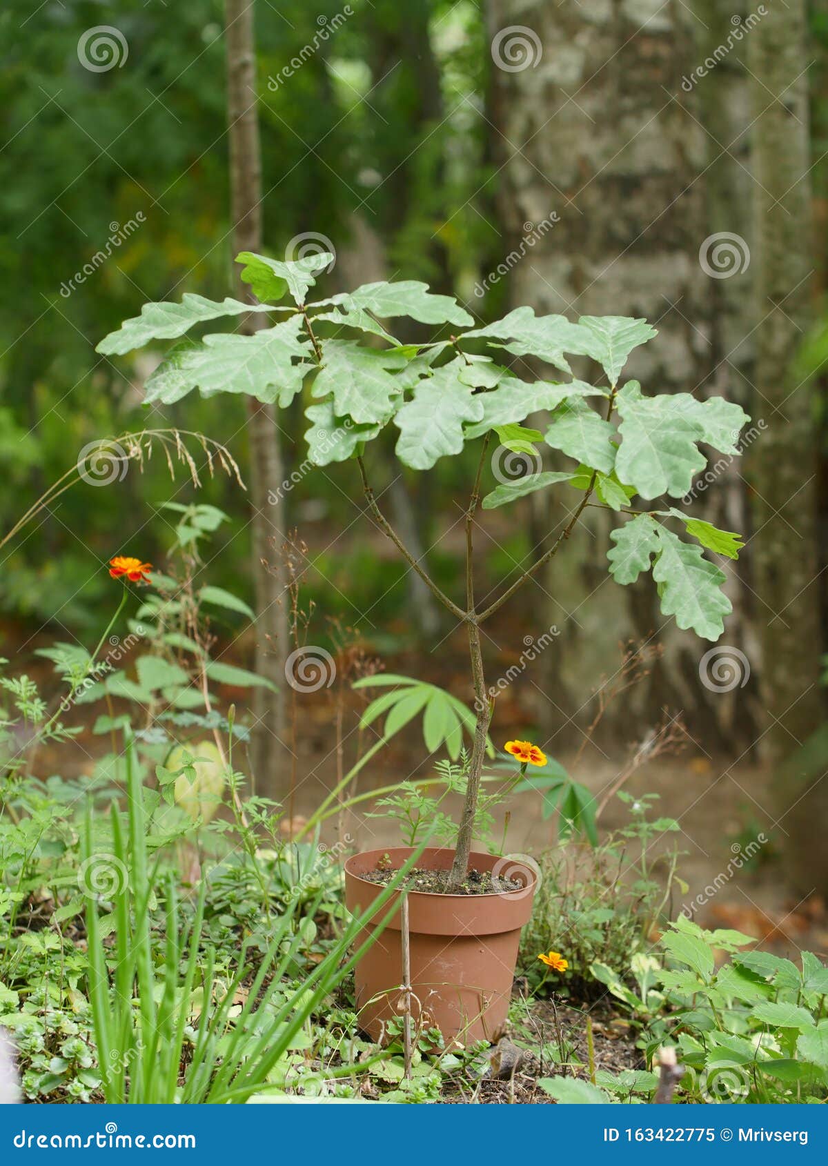 Little oak in a flower pot stock image. Image of little 163422775