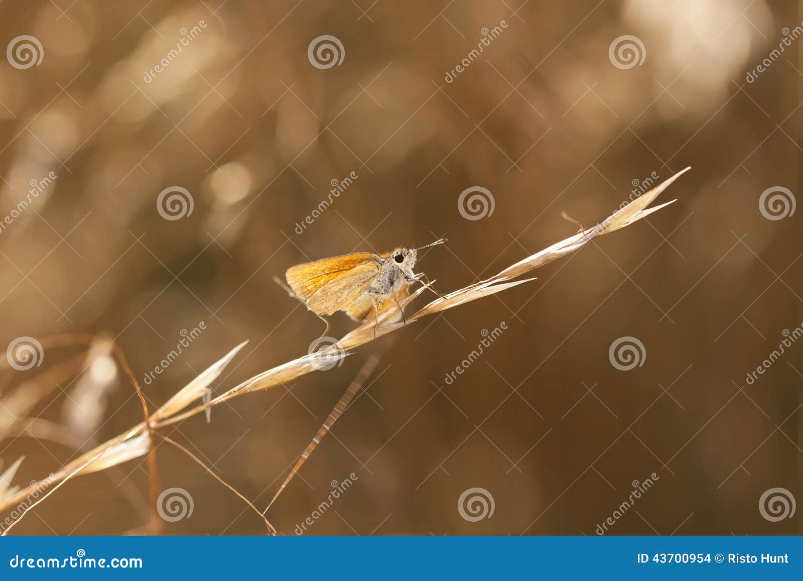 Little orange butterfly on a hay straw. Little orange or brown butterfly sit on a plant straw