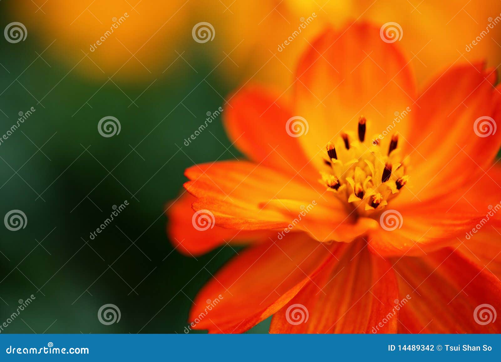 Little orange flower stock photo. Image of grass, green - 14489342