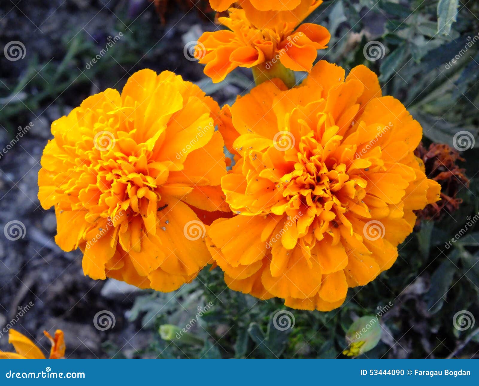 Little orange flowers stock photo. Image of beautiful 53444090