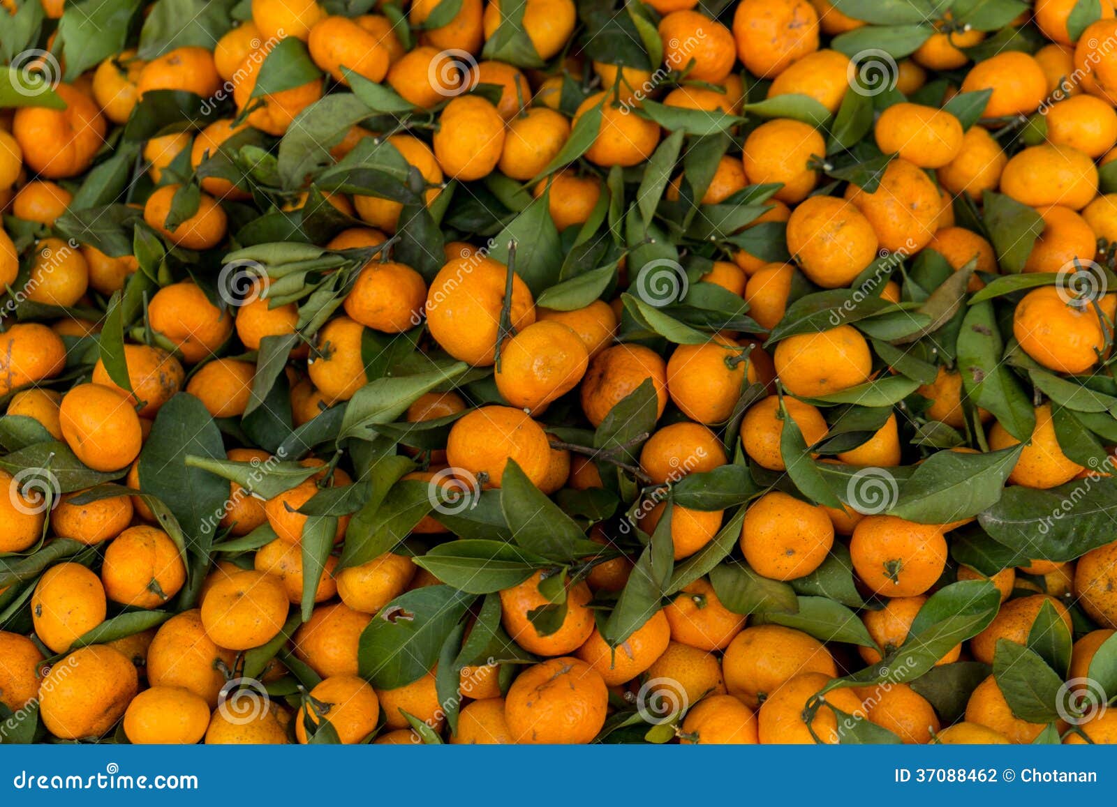 little orange fruit stock photography - image: 37088462