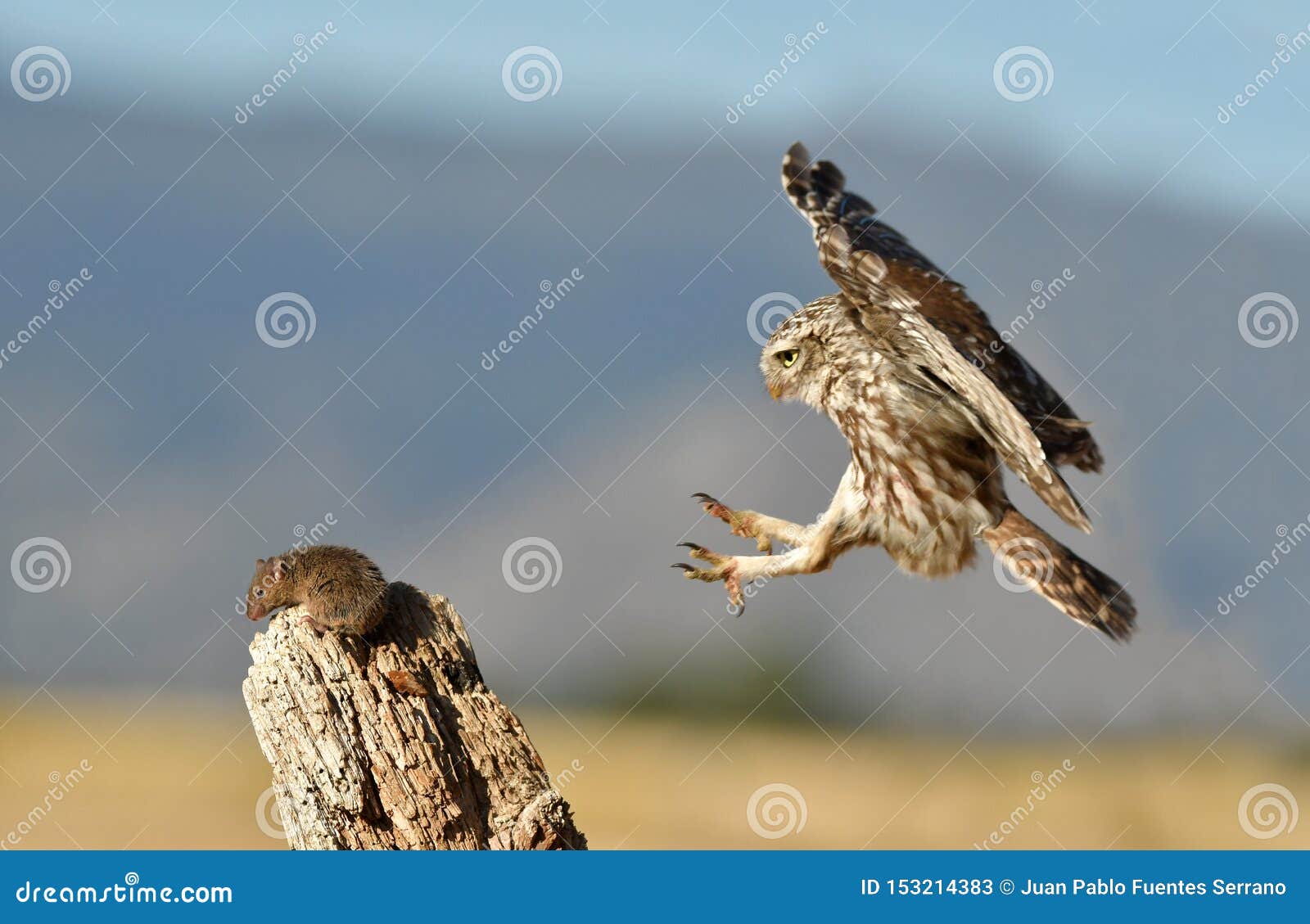 little owl comes to his innkeeper for a prey