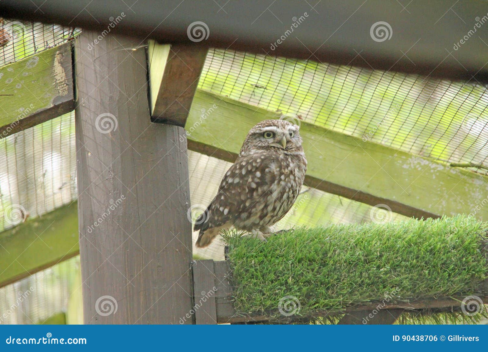 Little Owl stock photo. Image of kent, resting, owls - 90438706