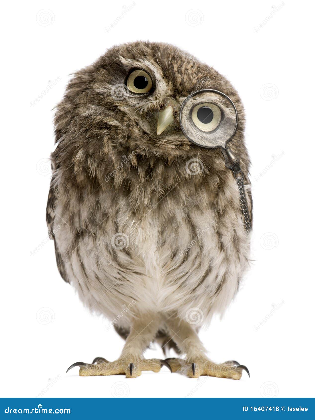 little owl wearing magnifying glass, athene noctua