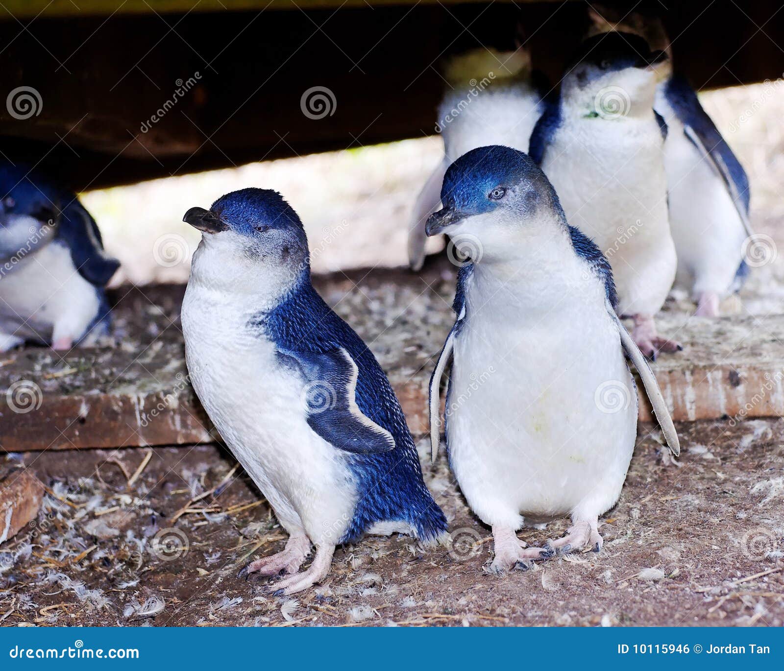 little penguins on phillip island