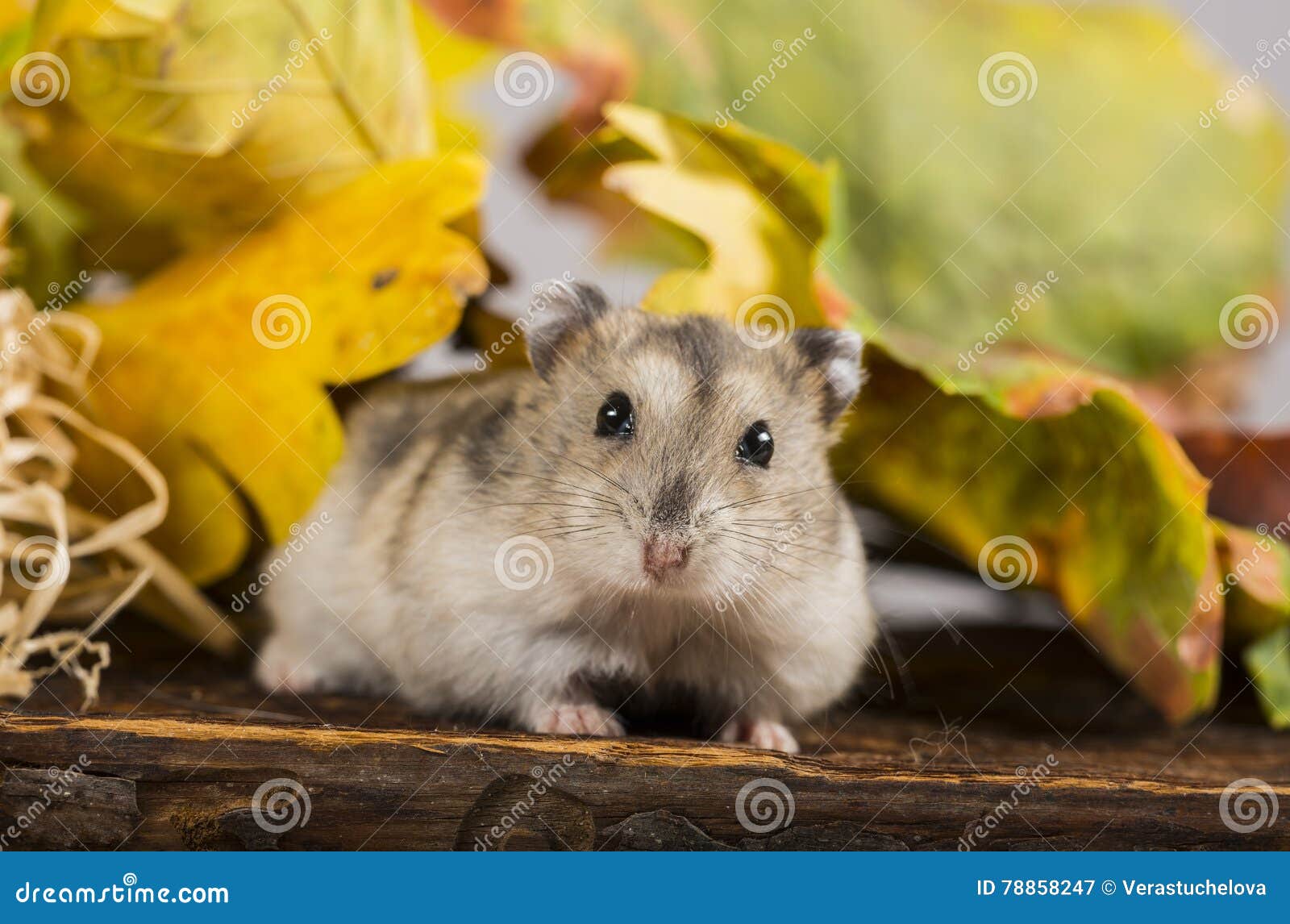 Little pet hamster stock image. Image of russian, animal 78858247