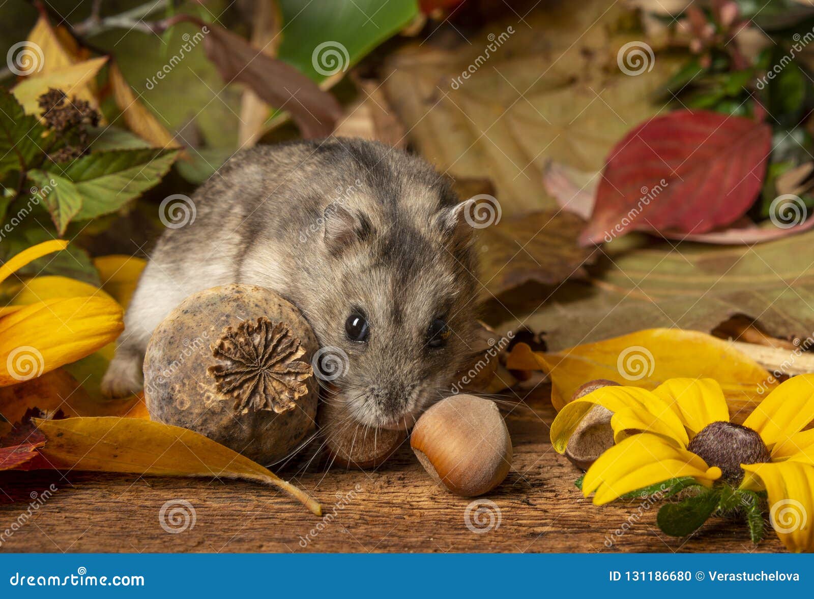 little pet hamster - phodopus sungorus