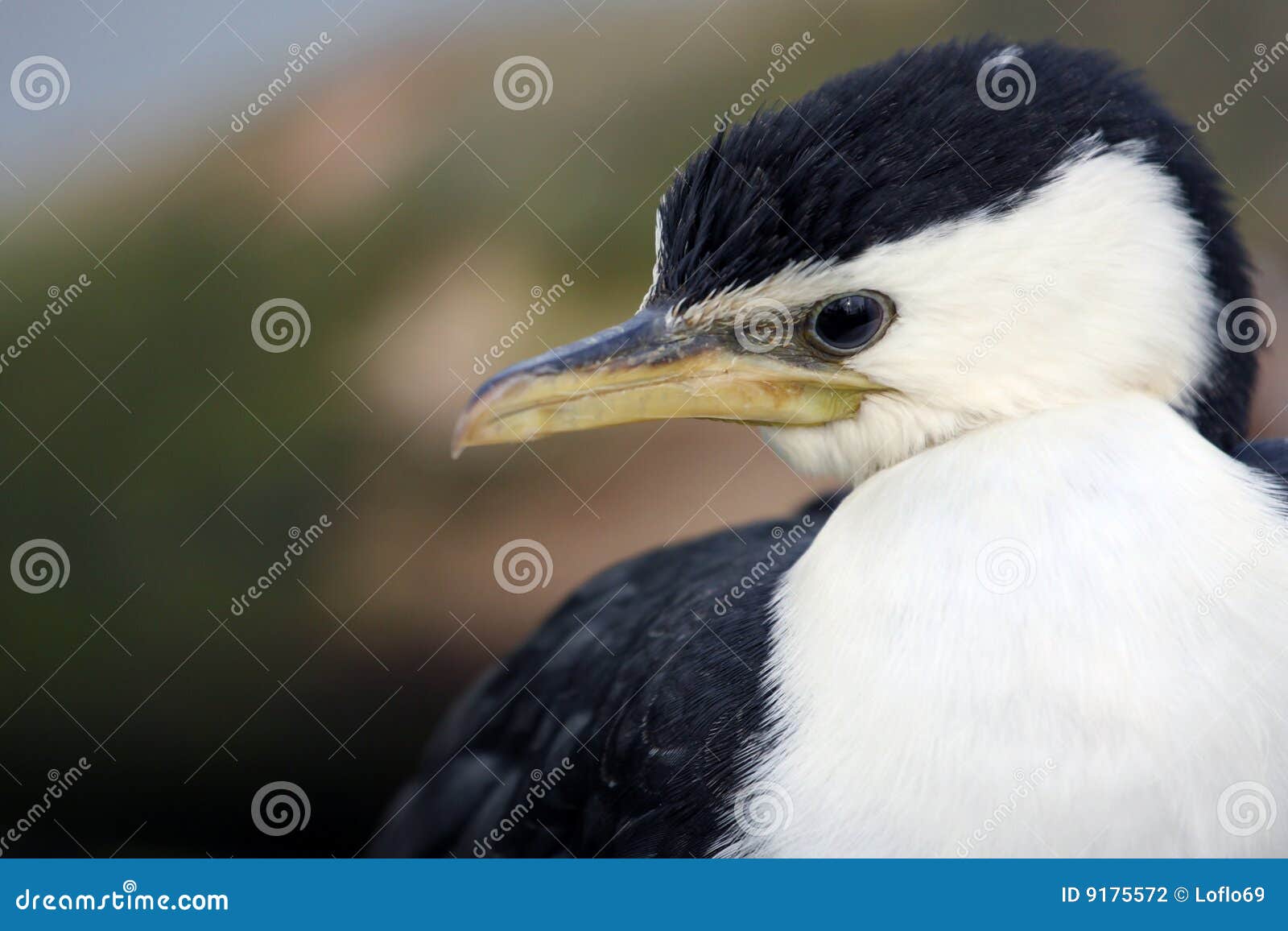 Wet Little Pied Cormorant With A Yellow Beak Swims In A Small Pond And Drifts Through The