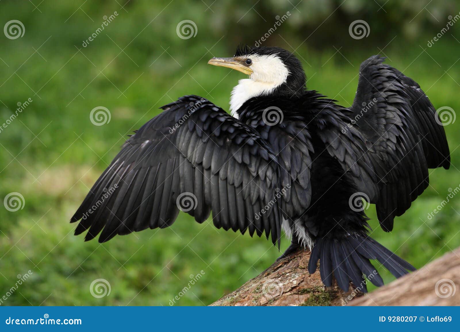 Wet Little Pied Cormorant With A Yellow Beak Swims In A Small Pond And Drifts Through The