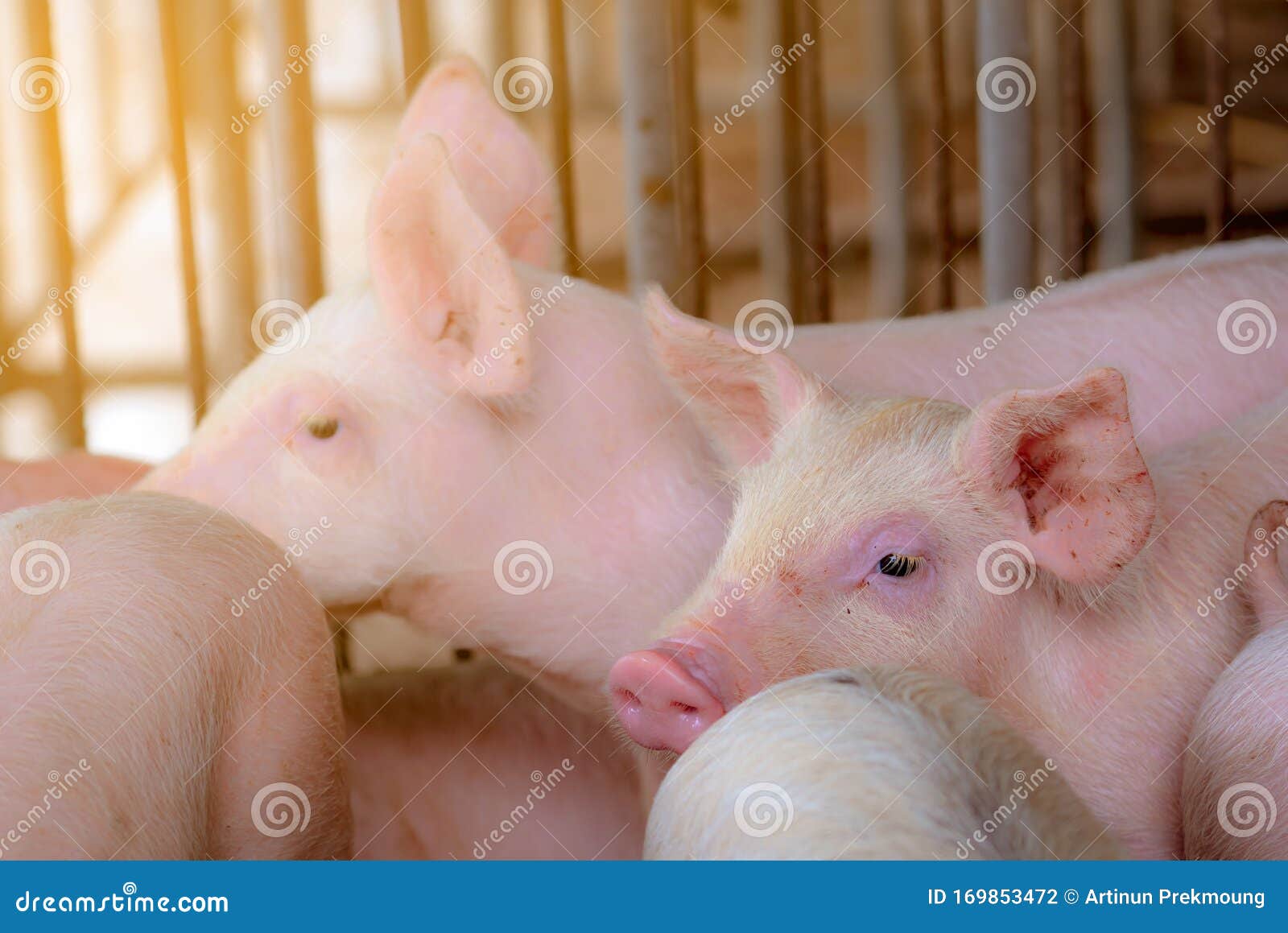 little pig in farm. small pink piglet. african swine fever and swine flu concept. livestock farming. pork meat industry. healthy