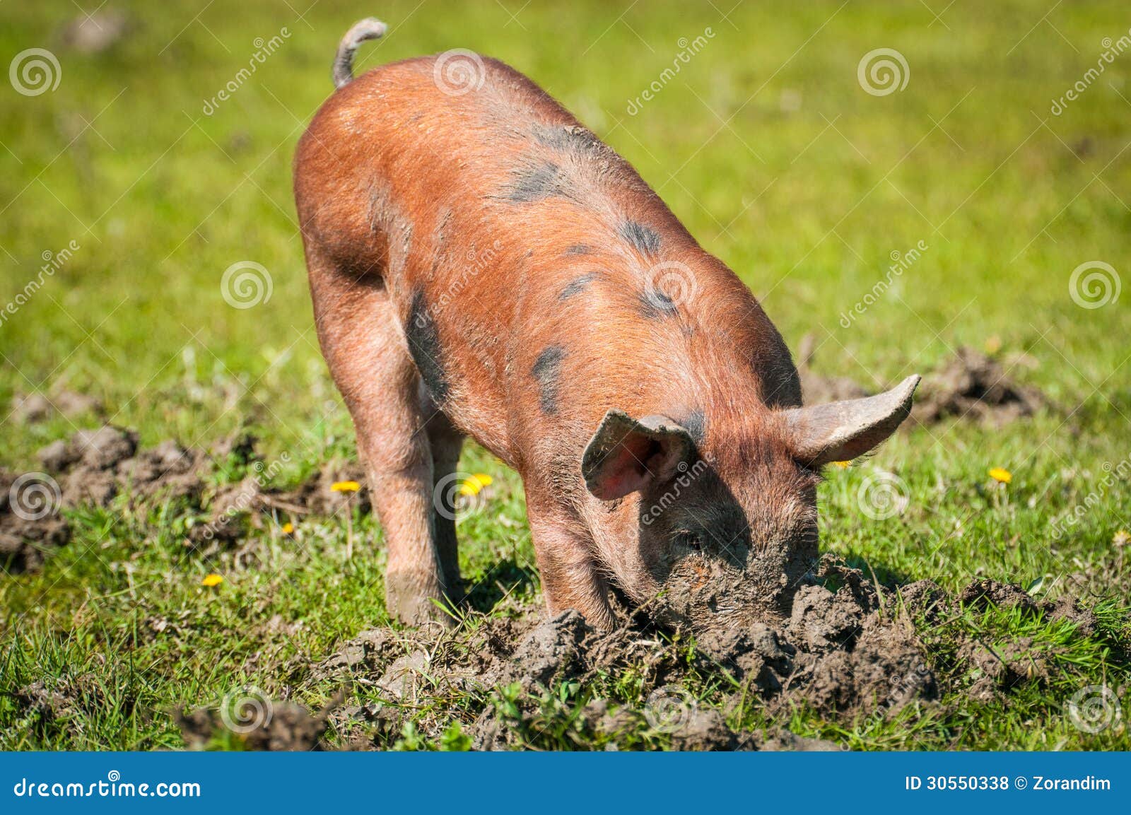 Little pig in a mud stock photo. Image of swine, field 30550338