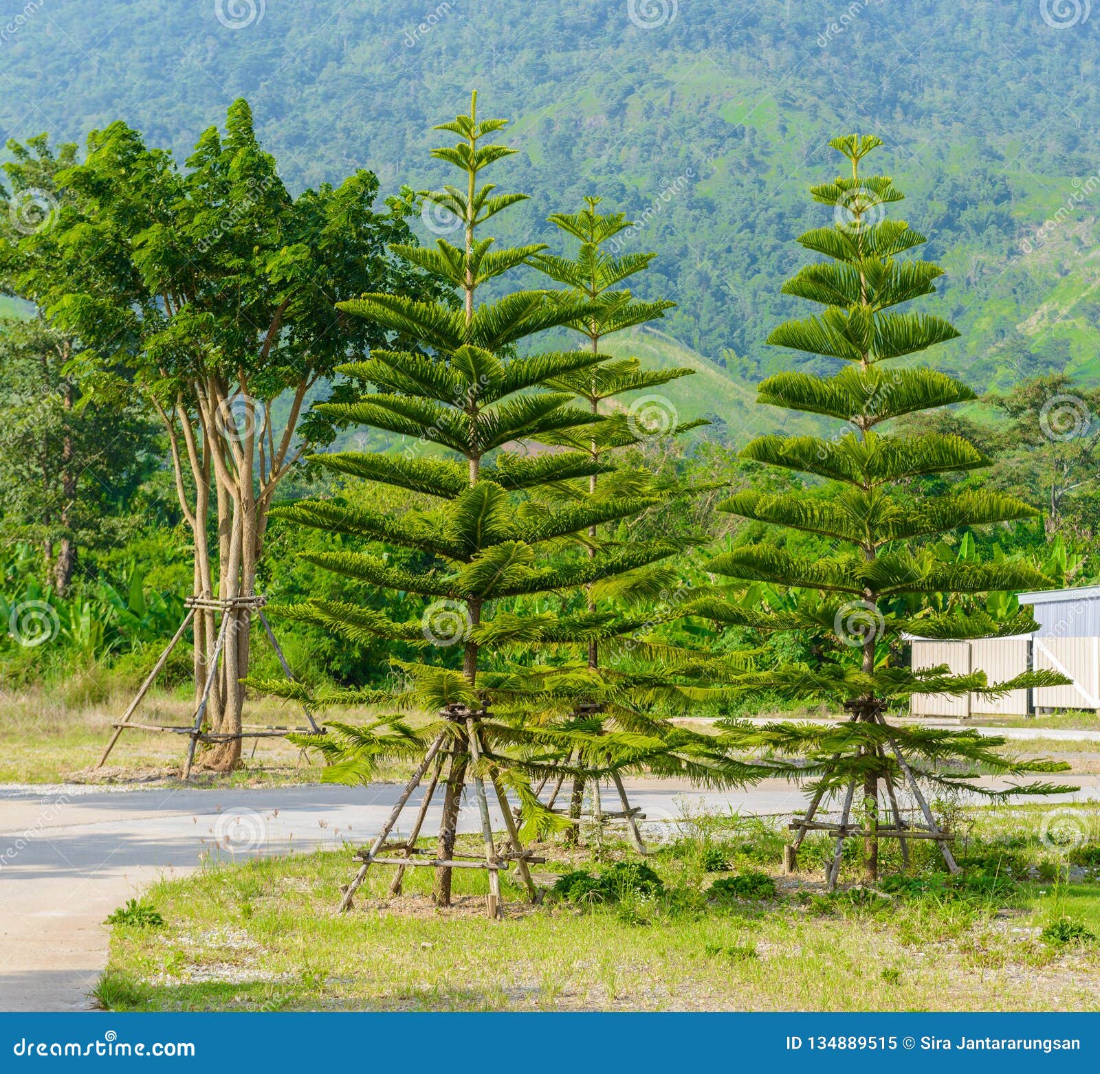 Little Pine Tree is Growing Stock Image Image of small, needle 134889515