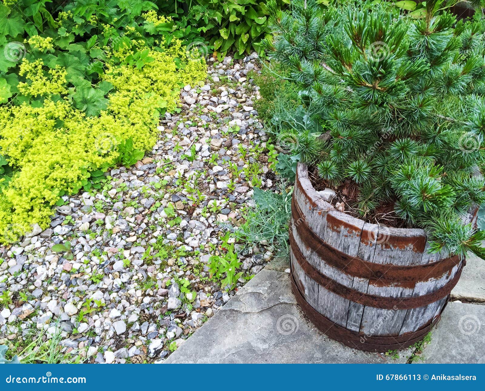 Little Pine Tree Growing in a Wooden Pot Stock Image Image of summer