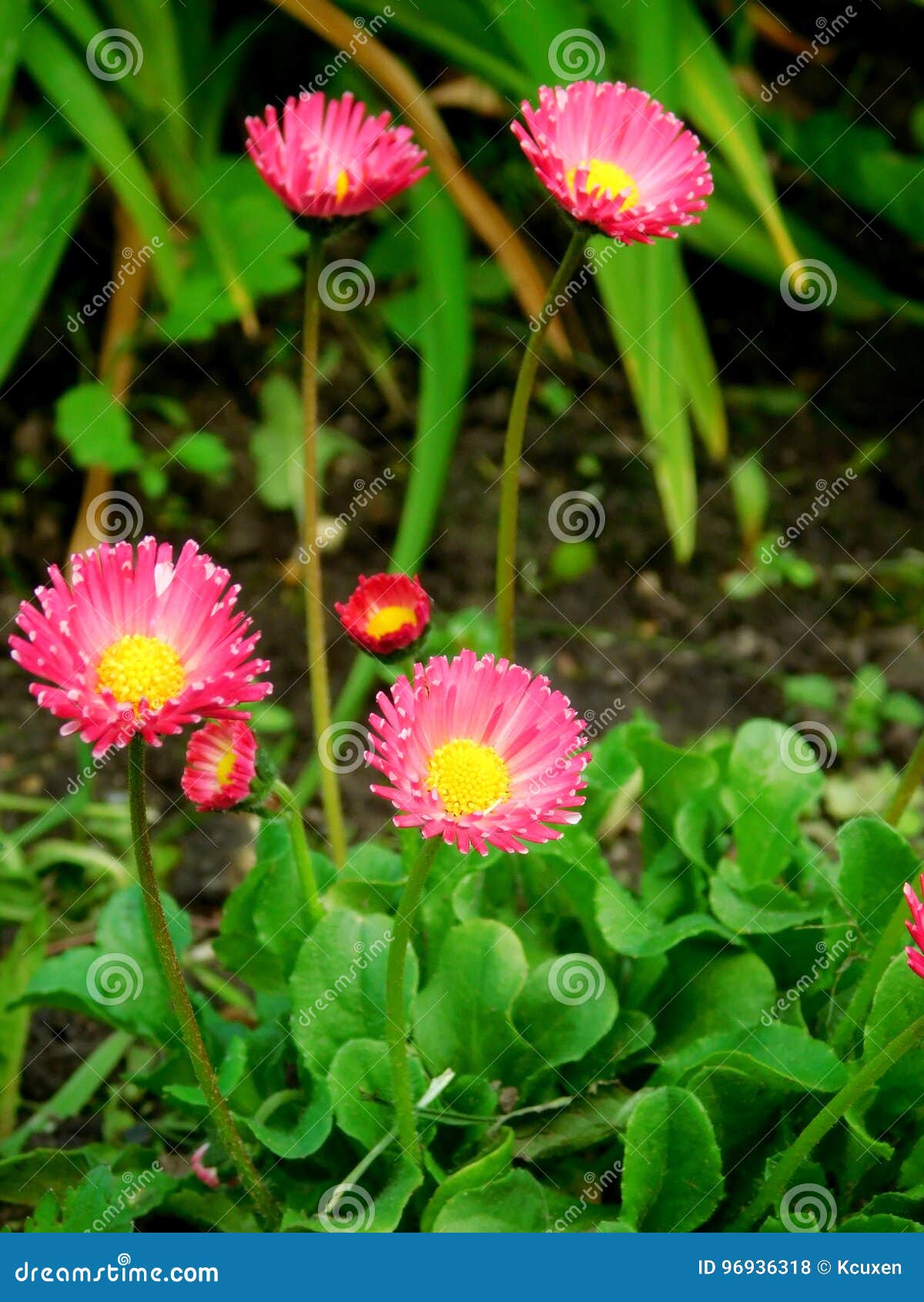 Little pink daisies stock photo. Image of wild, marguerite 96936318