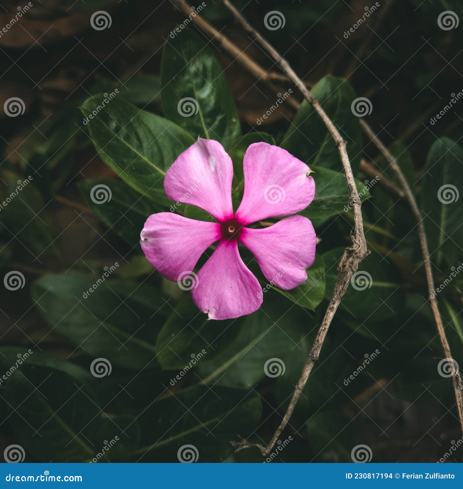 My Image 14