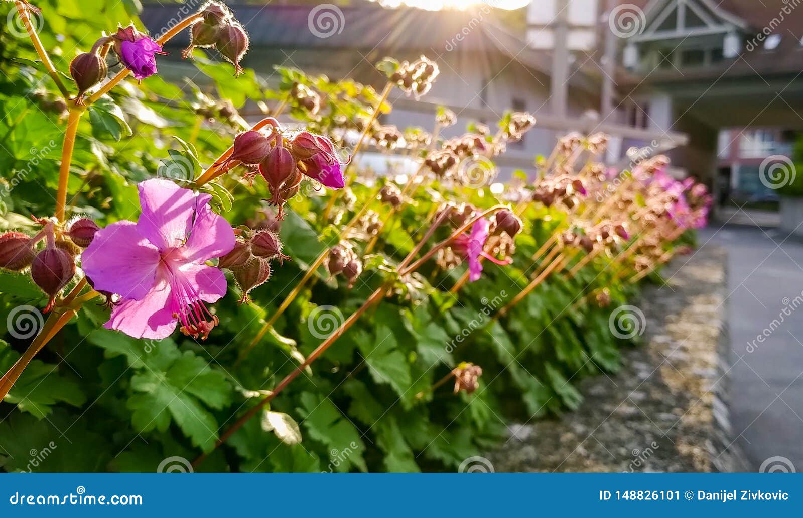 little,pink flowers
