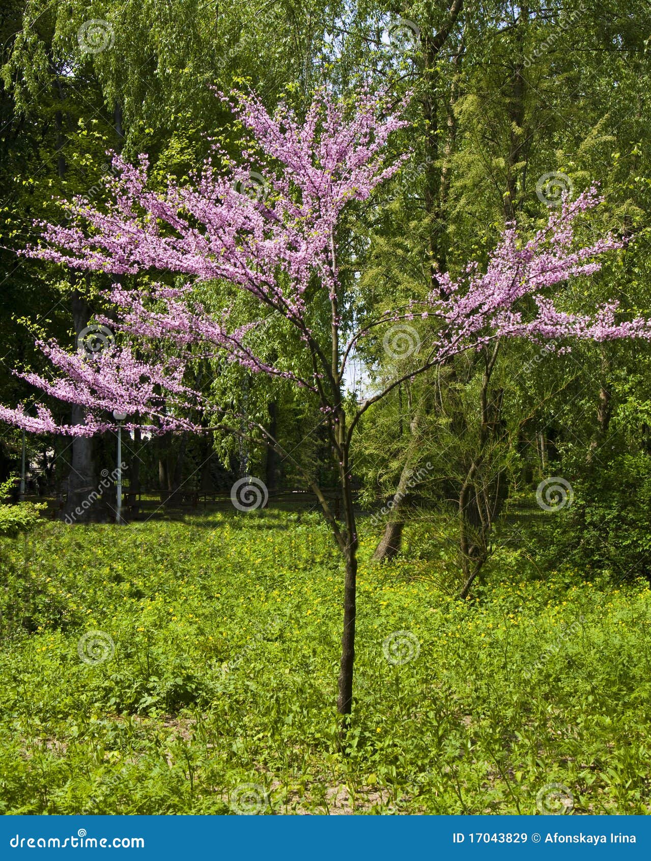 Little Pink Japanese Cherry Tree Stock Image Image of spring, plant 17043829