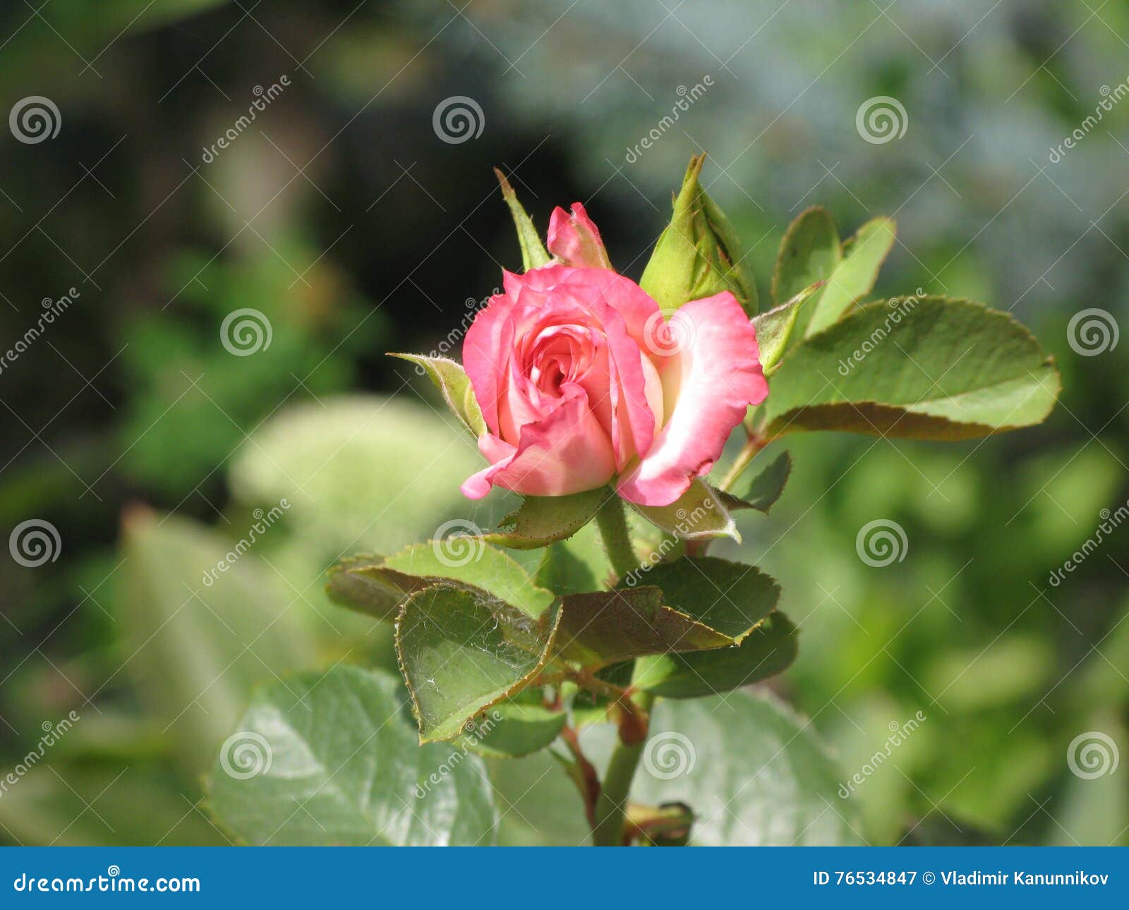 Little pink rose stock image. Image of summer, pink, flowerbed 76534847