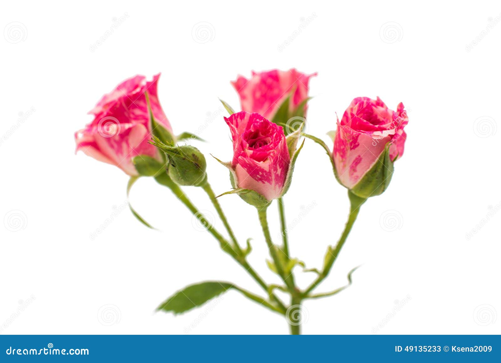 Little pink rose stock image. Image of drop, bright, love 49135233