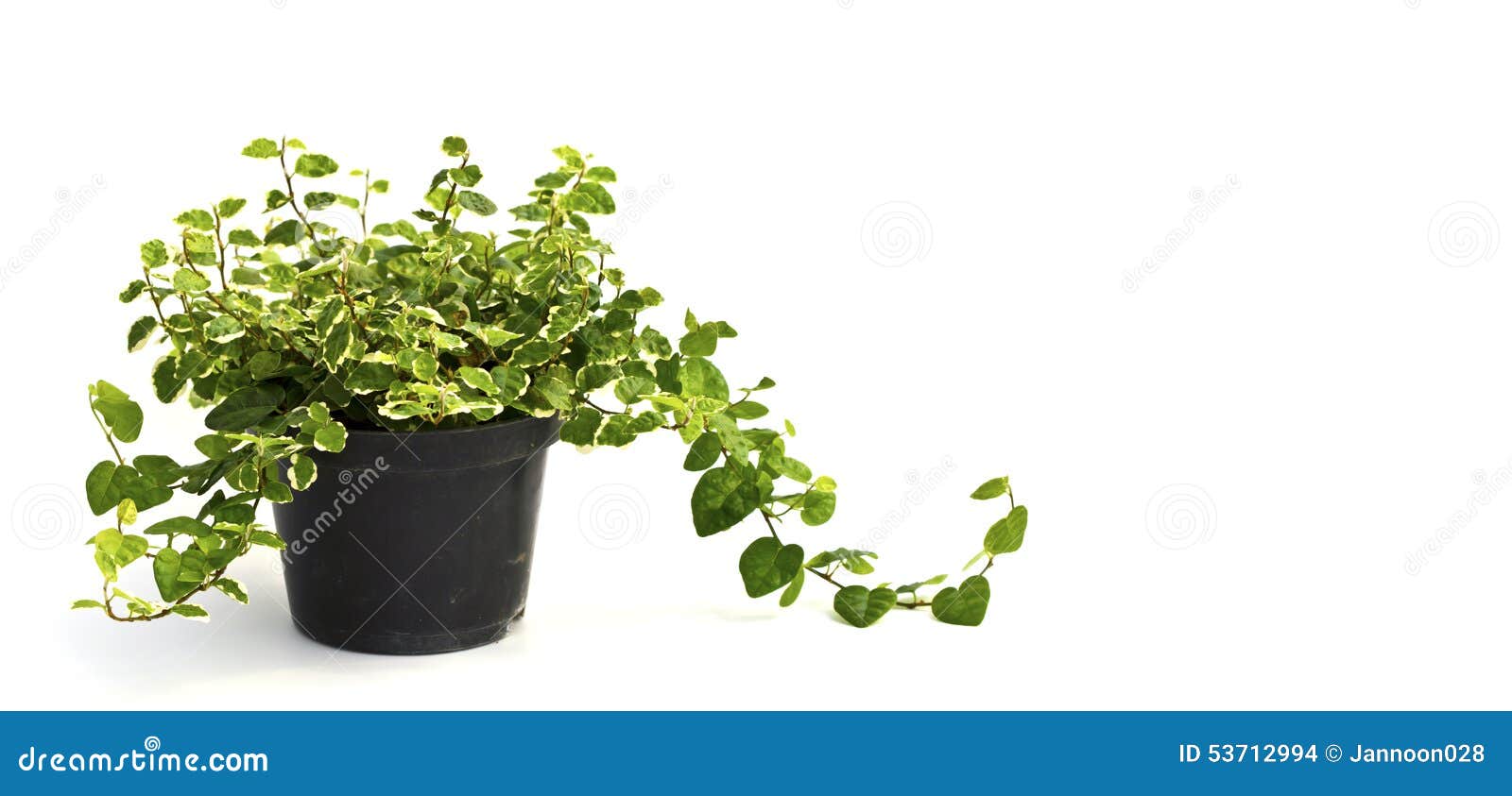 Little Plant in a Black Pot. Isolated Stock Photo Image of hope, born