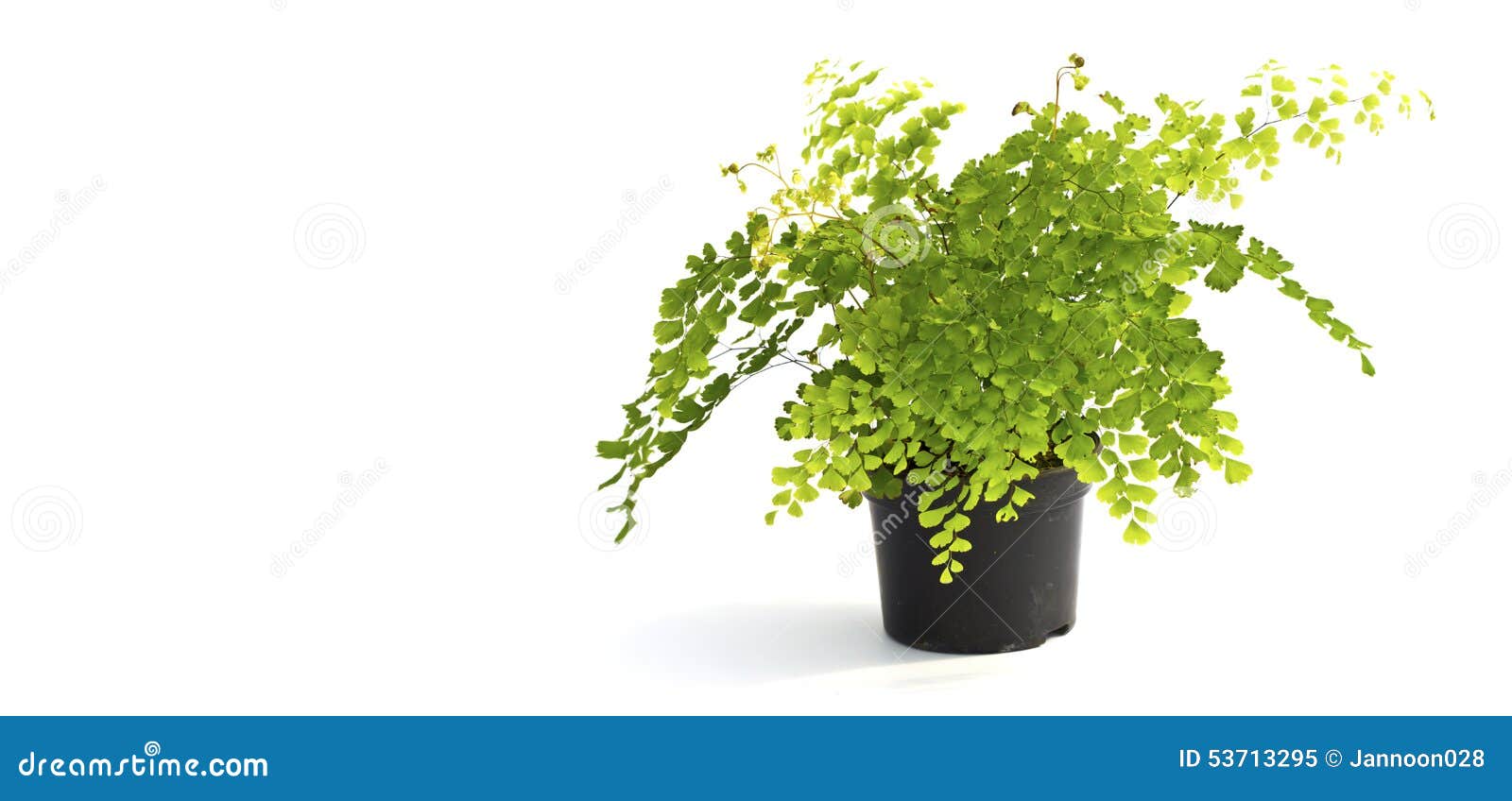 Little Plant in a Black Pot . Isolated Stock Image Image of