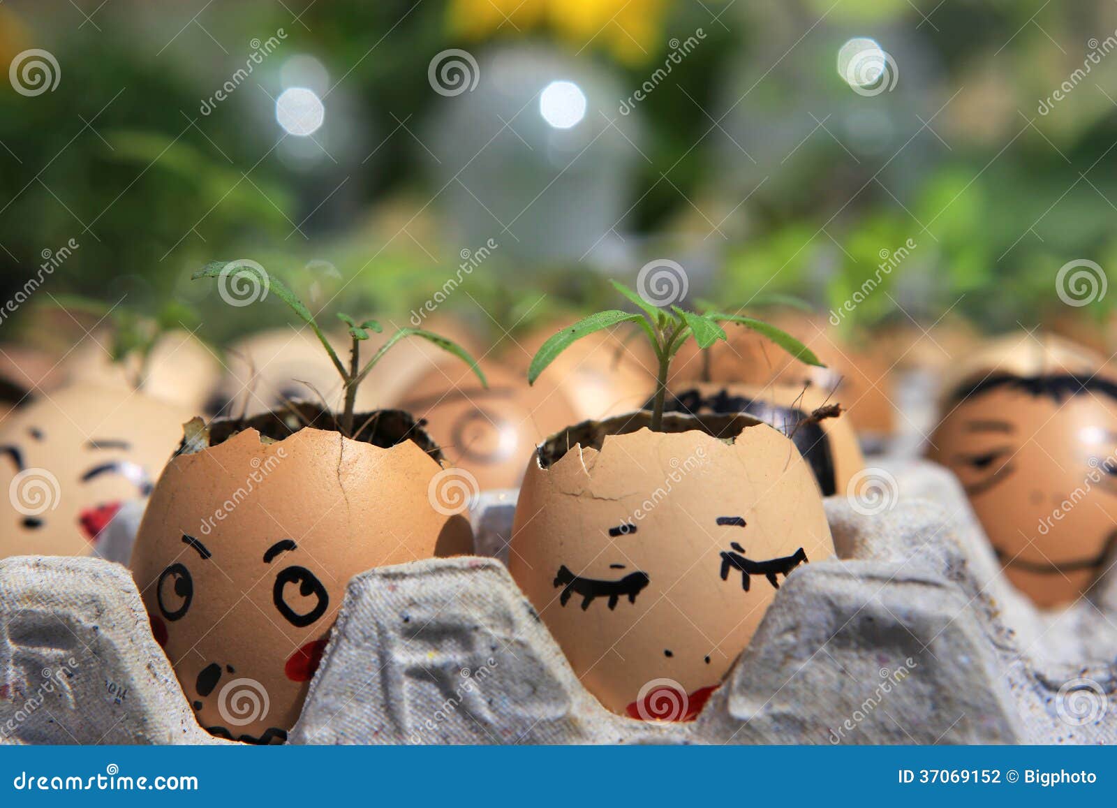 A Little Plant Grows in an Egg Stock Photo Image of environmental