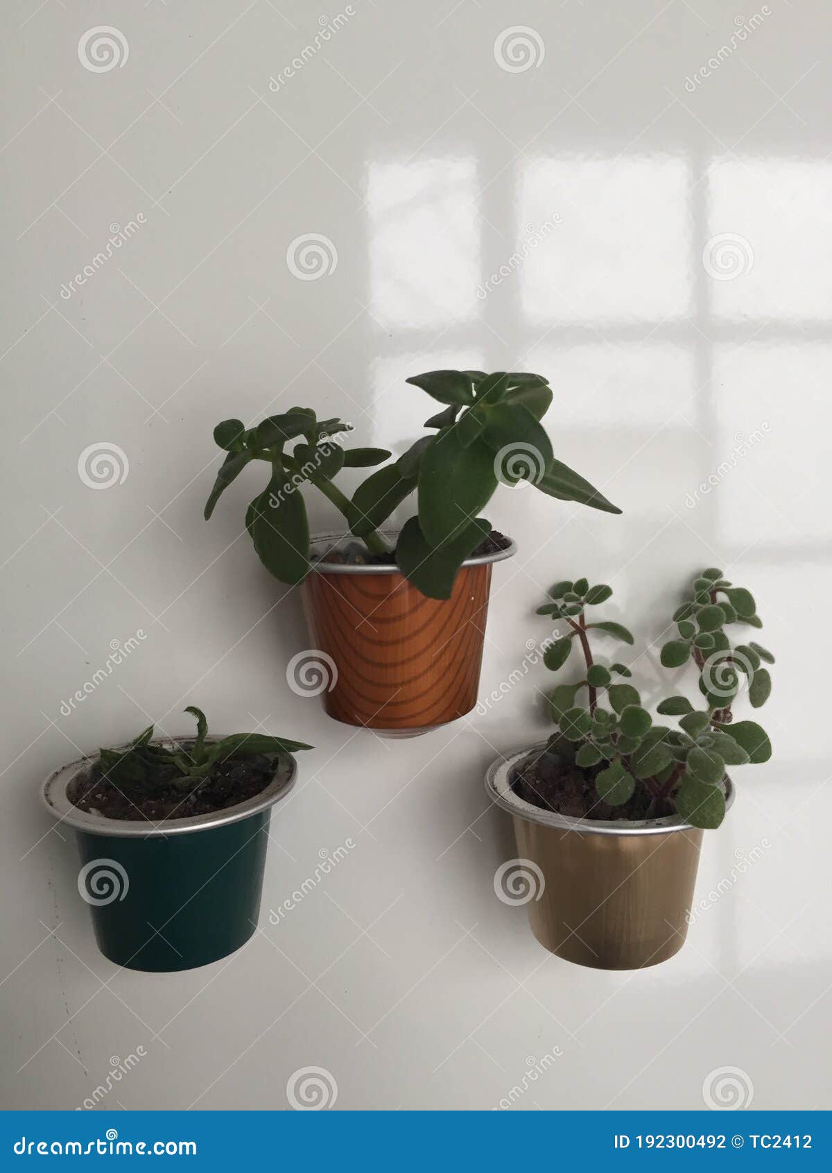 little plants