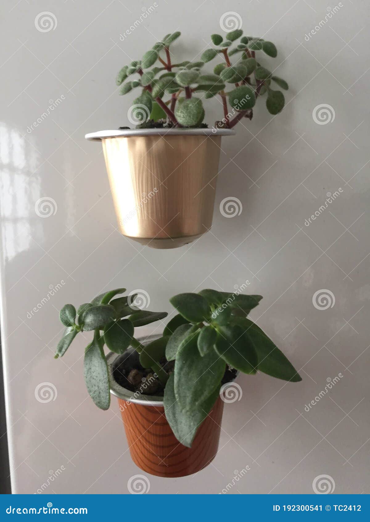 little plants