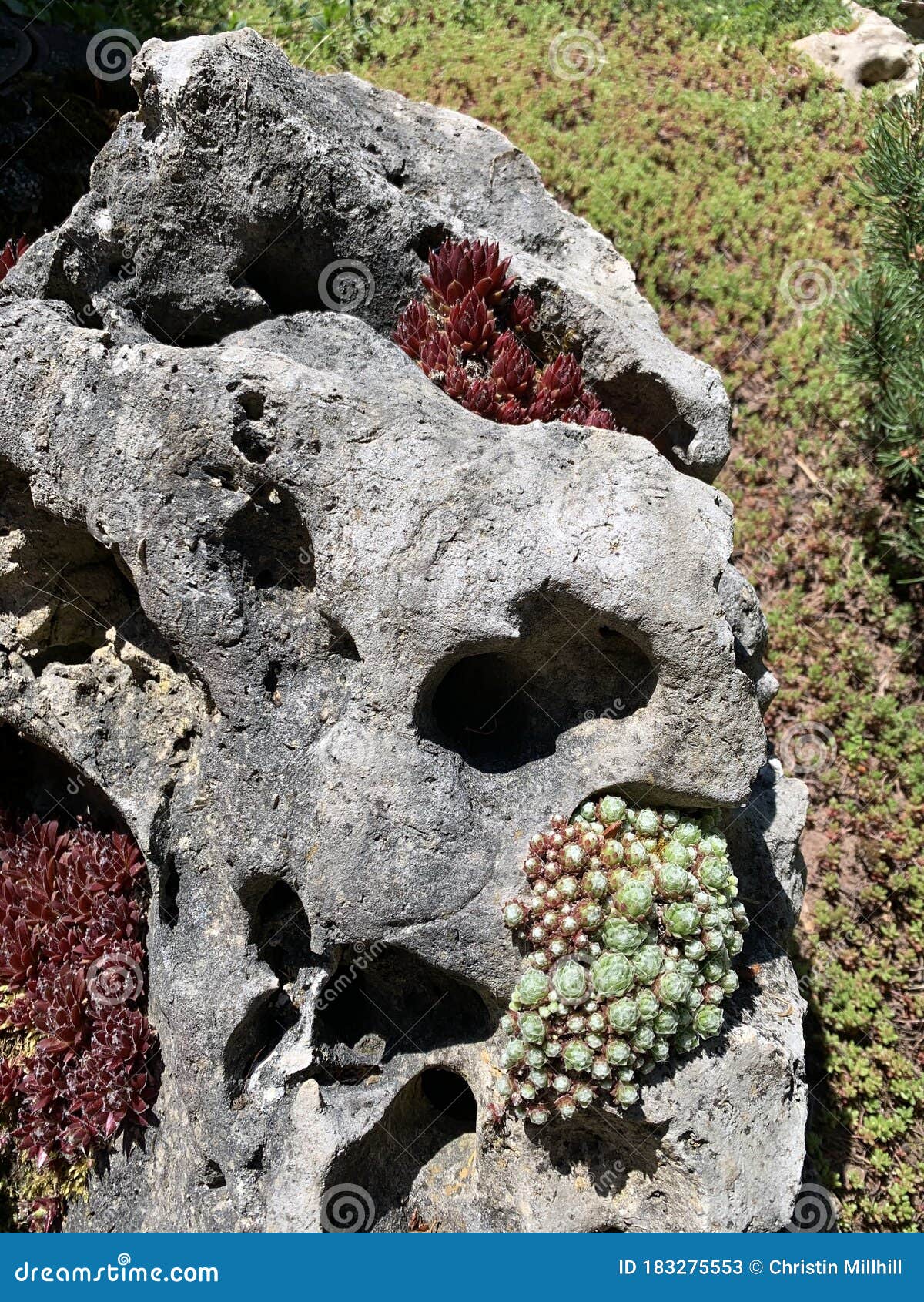 Plants growing on a rock stock image. Image of plant 183275553