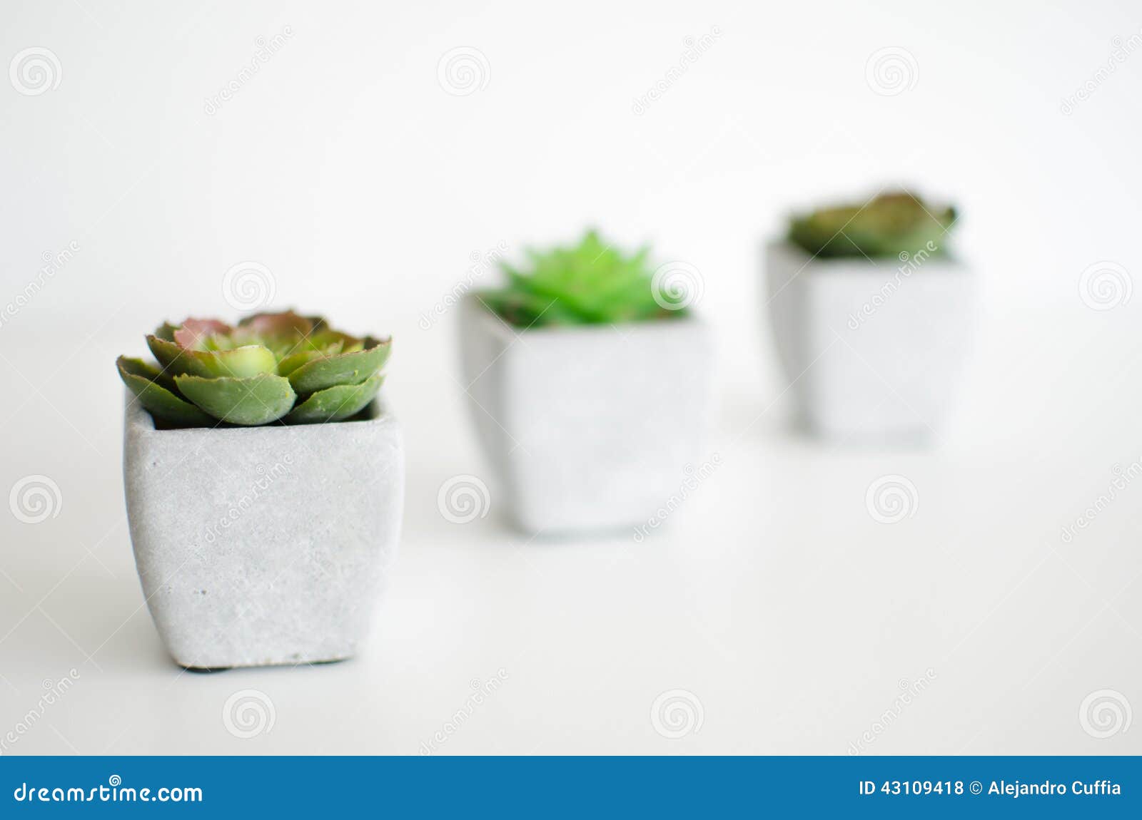 little plants