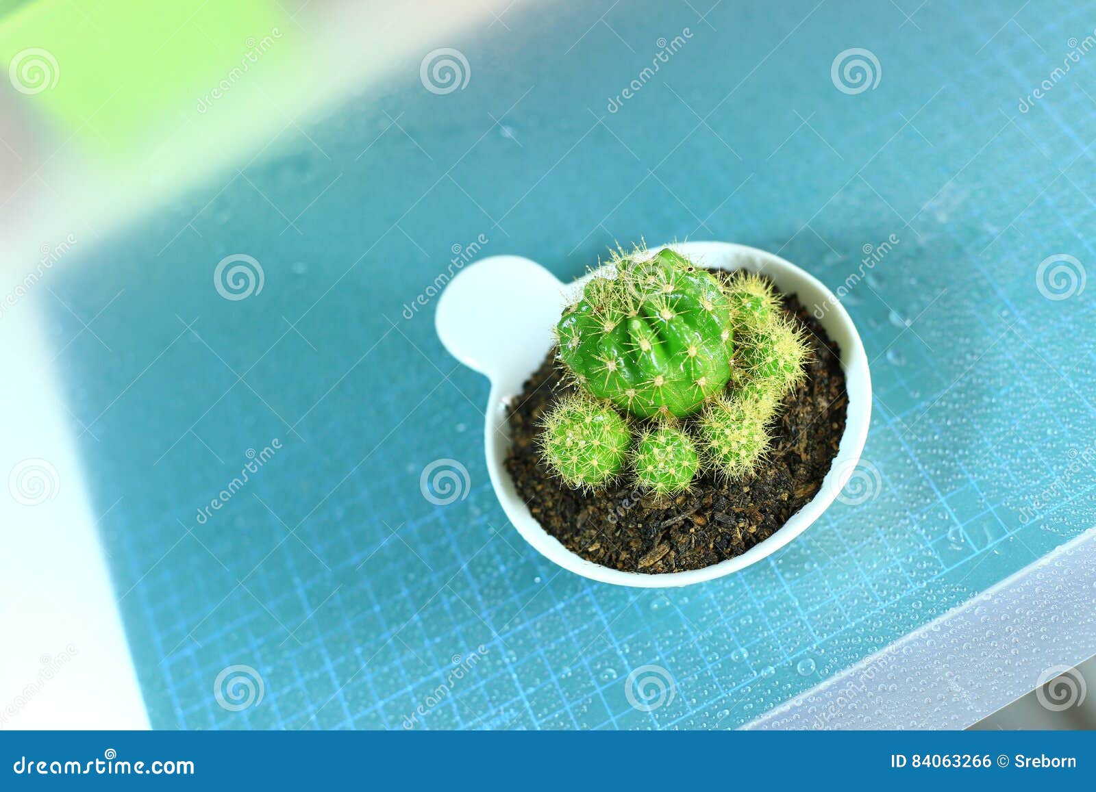Little Plants in white pot stock photo. Image of grow 84063266