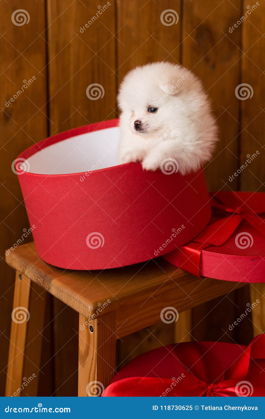 little pomeranian spitz-dogpuppy