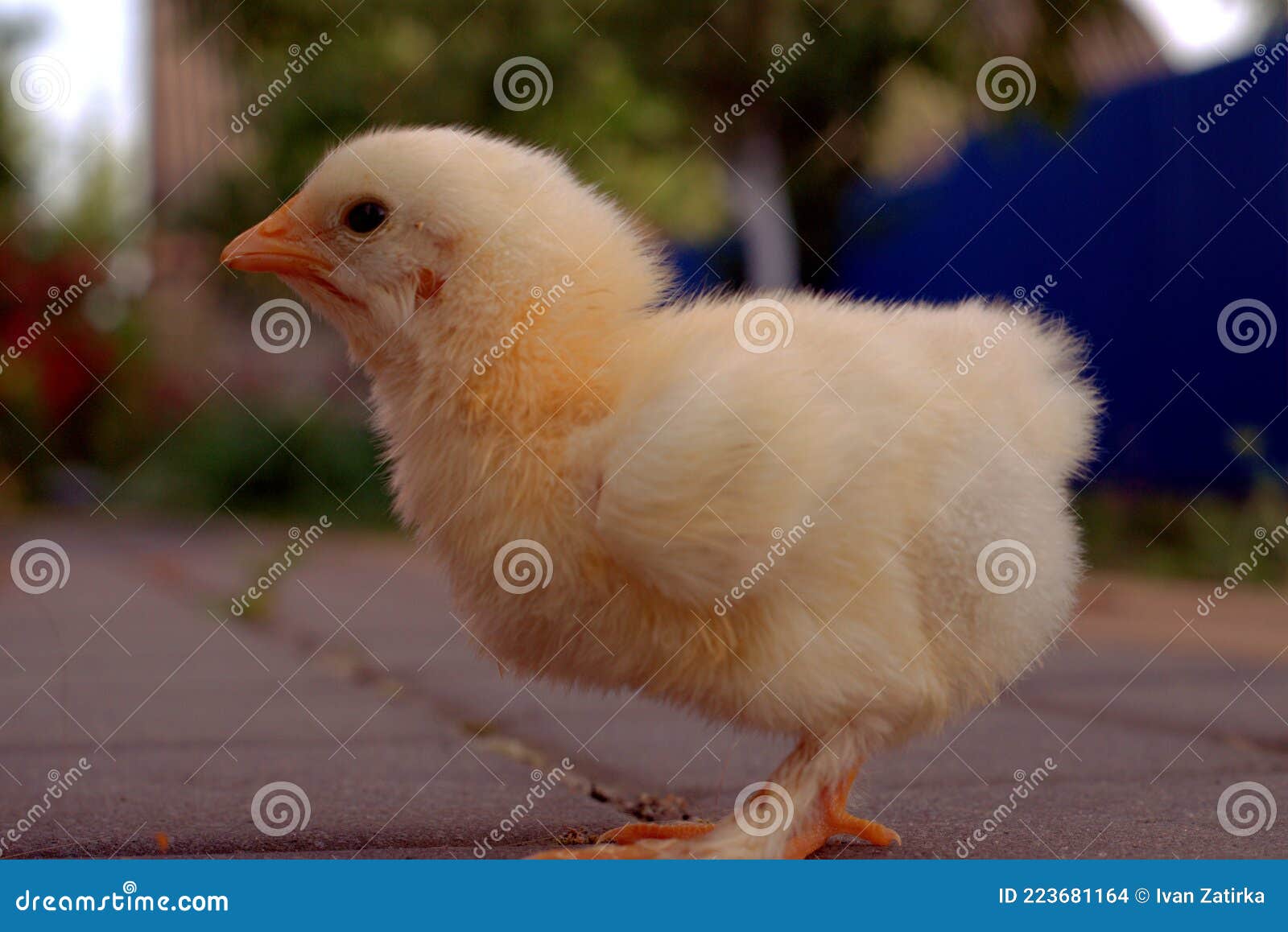 A Little Chicken Walks on the Pavement Stock Photo Image of chicken