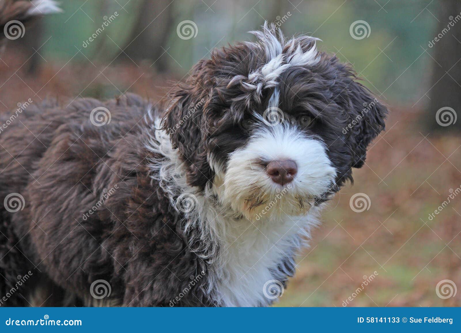 75 Puppy Portuguese Water Dog Photos Free Royalty Free Stock Photos From Dreamstime