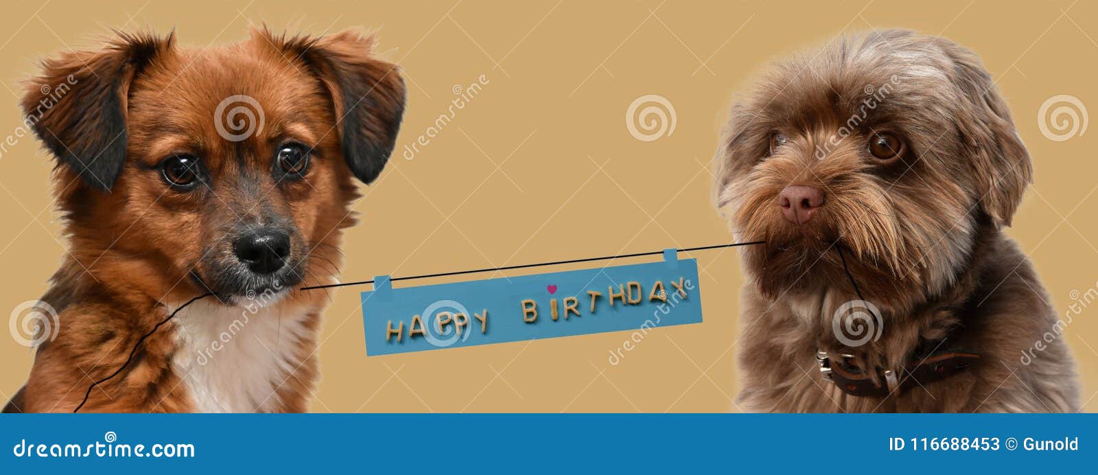 Little Puppy Dogs With Birthday Greetings Stock Image Image Of Bolonka Crossbreed 116688453
